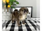 ShihPoo PUPPY FOR SALE ADN-815037 - SHIHPOO PUPPIES