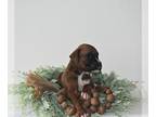 Boxer PUPPY FOR SALE ADN-815073 - Boxers med size registrable