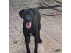 Adopt Sophie a Black Labrador Retriever