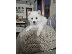 Adopt Akira a American Eskimo Dog