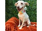 Adopt Bunny a Mixed Breed