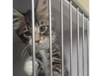 Adopt Groopert a Domestic Medium Hair