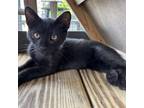 Adopt Bonbon a Domestic Short Hair