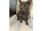 Adopt Smokey a Domestic Medium Hair, Domestic Short Hair