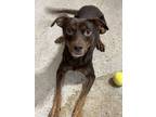 Adopt Dizzy a Miniature Pinscher, Mixed Breed