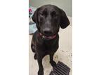 Adopt Swamper a Plott Hound, Labrador Retriever