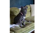 Adopt Cable a Pit Bull Terrier, Mixed Breed