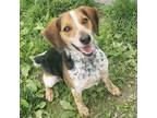 Adopt Shane a Beagle