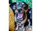 Adopt Bo Beau a Miniature Pinscher, Terrier