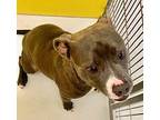 Davey Crockett 58497, American Pit Bull Terrier For Adoption In Pampa, Texas