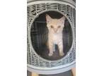 Goose, Domestic Shorthair For Adoption In Ripon, California