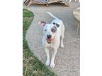 Margaret Thatcher, American Staffordshire Terrier For Adoption In Dallas, Texas