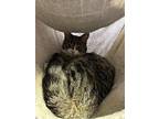 Candy, Domestic Mediumhair For Adoption In Apollo, Pennsylvania