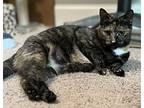 Jenny, Domestic Shorthair For Adoption In Wake Forest, North Carolina