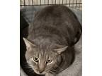 Cuddles, Domestic Shorthair For Adoption In Lorain, Ohio