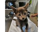 Widdle Dude **courtesy Post**, Domestic Shorthair For Adoption In Seven Valleys