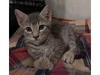 Monkey, Domestic Shorthair For Adoption In Granite Falls, North Carolina