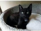 Hummus, Domestic Shorthair For Adoption In Apex, North Carolina