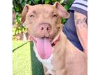 Honeybear, American Pit Bull Terrier For Adoption In Vallejo, California