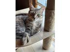 Adopt Tigger a Domestic Short Hair