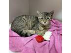 Adopt Preppy a Domestic Short Hair