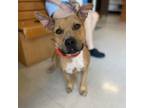 Adopt Clara a Terrier