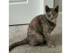 Adopt Penelope a Domestic Short Hair