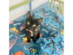 Adopt Siouxsie a Domestic Short Hair