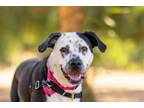 Adopt Friday a Boxer, German Shorthaired Pointer