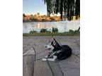 Adopt Siah a Siberian Husky