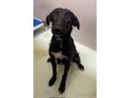 Adopt Terrie a Shepherd, Mixed Breed