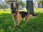 Adopt Maia a German Shepherd Dog, Mixed Breed