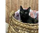 Adopt Thumbelina a Domestic Short Hair, Extra-Toes Cat / Hemingway Polydactyl