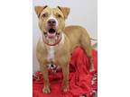 Adopt Beauty a Mixed Breed