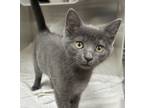 Adopt Nest a Domestic Short Hair