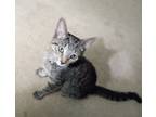 Adopt Delilah a Domestic Short Hair