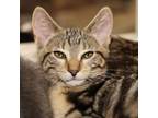 Adopt Emory a Domestic Short Hair