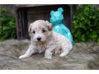 Maltipoo Puppy for sale in Springfield, MO, USA