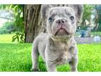 French Bulldog Puppy for sale in Wilmington, NC, USA