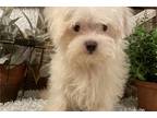 Maltese Puppy for sale in Wichita, KS, USA