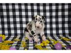 Great Dane Puppy for sale in Saint Joseph, MO, USA