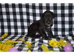 Great Dane Puppy for sale in Saint Joseph, MO, USA