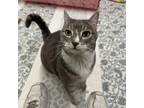 Adopt Lizzy a Domestic Short Hair