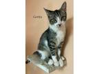 Adopt Greta a Domestic Short Hair