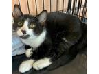 Adopt Francie a Domestic Medium Hair