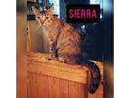 Adopt Sierra a Domestic Short Hair