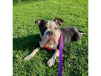 Adopt Hattie a Mixed Breed