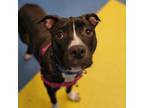 Adopt Madame a Mixed Breed