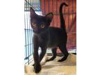 Adopt 24-1493 a Domestic Short Hair