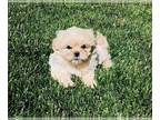 Maltipoo PUPPY FOR SALE ADN-815282 - Maltipoo in California